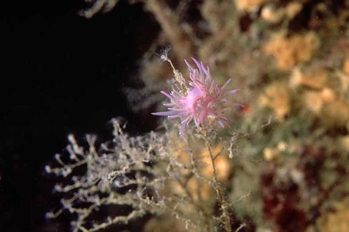 13 Flabellina affinis.jpg